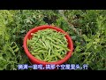 【胖嫂show】胖嫂家豌豆熟了，不摘不知道，一摘吓一跳，一小段垄，就能摘一桶