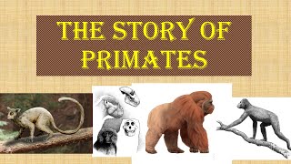 The History of Primates