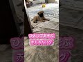 ひとりで遊ぶ赤ちゃんパグ隠し撮り pug puppy ぱぐ 癒し パグ パグ兄弟 パグ大好き 犬のいる生活 pets 可愛い こいぬ 子犬お迎え 仔犬 子犬 赤ちゃんパグ