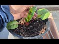 swiss chard growing u0026 harvest tips for non stop production gardening greentgarden