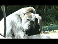 20221116 上野動物園　ニシゴリラ　午前中のゴリラたち　のんびりくつろぐゴリラたち