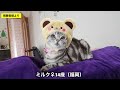 不安気な子猫に駆け寄る優しい姉猫すーちゃんがペロペロして安心させてくれました