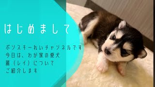 ポメラニアン×シベリアンハスキーのポンスキー麗の自己紹介♡