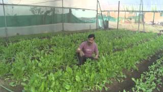 Struggle of farmer Dnyaneshwar Bodke, of integrated farming.