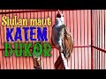 Siulan maut kapas tembak | Pancingan kapas tembak agar BUKOR