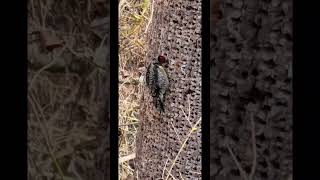 Juvenile woodpecker at Pinson Mounds State Archaeological Park on January 10th, 2924