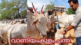 വാണിയംകുളം  ചന്ത നിറയെ കന്നുകാലികൾ  #vaniyamkulamChantha #palakkad #cowfarming #oxlovers #buffallo