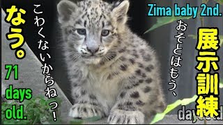 【daysold】ユキヒョウの赤ちゃんユーリくん♀ 71日齢a snowleopard baby 2nd. 71days old.