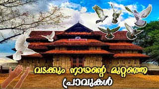 വടക്കുംനാഥ ക്ഷേത്ര മുറ്റത്തെ പ്രാവിൻ കൂട്ടം കണ്ടാലോ 🥰 Pigeon love #pigeon #pravu