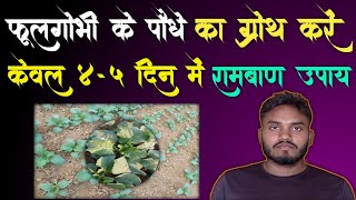 how to grow cauliflower plant || फूलगोभी का जल्दी ग्रोथ कैसे करें @Forming_Life