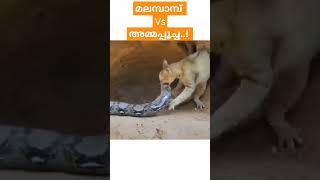 മലമ്പാമ്പ് Vs അമ്മപ്പൂച്ച..!  #shorts #malayalam #cat #python