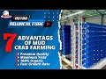 Advantages of Mud Crab Farming - Astro Aquaculture Pvt. Ltd.