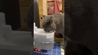 有了这个无线喂水器，从此让猫咪爱上喝水！真心推荐！#萌宠好物 #养猫用品推荐