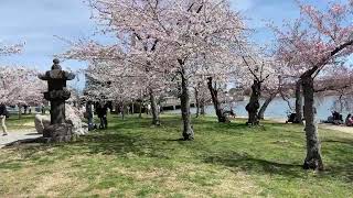 2021 Cherry Blossoms burst into bloom overnight in Washington DC.