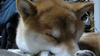 柴犬チョコ　正月疲れ　とにかく眠い