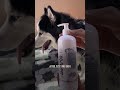 fix your pet s dry fur with tilting heads shampoo 🐾🛁 shorts