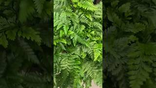 Costa Farms®️Exotic Angel®️Rabbit’s Foot Fern #houseplants #indoorplants #shorts