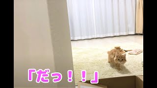 ep20. 子猫とだるまさんが転んだ【スコティッシュフォールド(scottishfold kitten)】