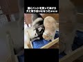 猫にベットを買ってあげたら犬と取り合いになった...笑 shorts