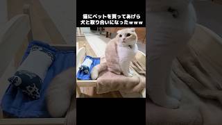 猫にベットを買ってあげたら犬と取り合いになった...笑#shorts