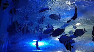 Part 1🐬 MARINE WORLD | Full video | 2024 | Trivandrum | കഴക്കൂട്ടം | Marine Expo | Aquarium Show