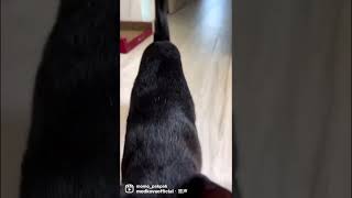 [Pak’s Daily🐈‍⬛] Pak’s Cat Walk Stunning Black Cat| 活在當下貓#blackcat#shorts#可愛い#可愛い猫#黑貓#ねこすたぐらむ #고양이