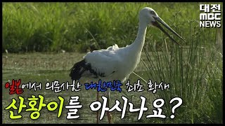 [그때 그 뉴스] 일본에서 의문사한 우리나라 황새, 산황이