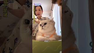 #谁能拒绝憨憨的小猫咪 老芬受委屈的样子