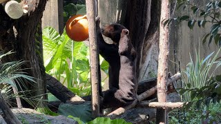 朝ごはんを食べるキョウコさん【‎2024年‎7月24日】【上野動物園】マレーグマ