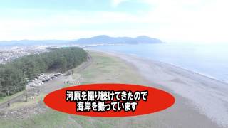 004－防風林の向うは民家が。海岸の松。映像4