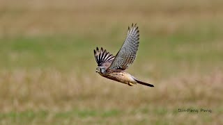 紅隼/Eurasian Kestrel