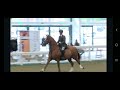 hayden hankey u0026 ricrusio aintree working hunter show main arena 1.15m working hunter