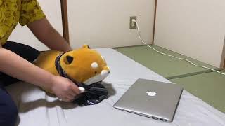 【リモートワーク】Tarishiba Work At Home! たるしばがテレワークをやってみた【在宅勤務】