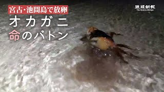 オカガニ　命のバトン　宮古島市・池間島で放卵