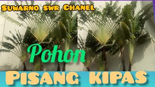 FAN BANANA TREE || POHON PISANG KIPAS