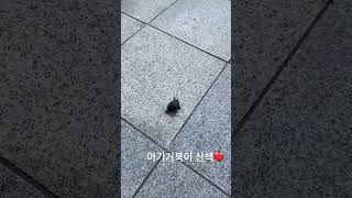 새끼거북이 산책❤️