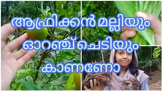 ഉപ്പാന്റെ കൂടെ വാഴ നടാൻ കൂടി |mini vlog|home|happy