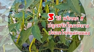 3 วิธีปลูกพริกให้ดกและงาม!! ปลูกพริกในกระถาง ?