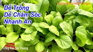 Loại Rau Dễ Trồng Ăn Lá Nhanh Lớn | Công Thức Ngon Cho Bữa Tiệc Gia Đình Tất Cả Mọi Đều Thích