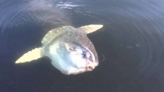 Giant sun fish in puget sound