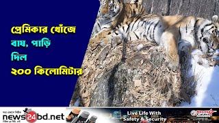 প্রেমিকার খোঁজে বাঘ, পাড়ি দিল ২০০ কিলোমিটার || News24bd.net