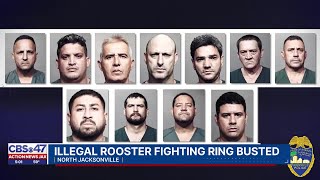 Eleven arrested in rooster fighting ring as lawmakers eye stronger penalties for animal fighting