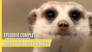 Locos disfraces animales | Episodio Completo