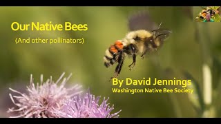 David Jennings: Our Native Bees (and other pollinators)