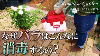 【バラの病気】なぜバラはこんなに消毒するの？