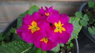 How To Take Care Primrose Plant At February | Primrose Plant Ki dekhbhal Kaise Kare February Month