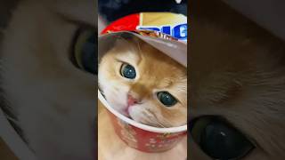 Unbox baby meow meow 😍😍 #cat #dethuong #catlover #xhuong #viralvideo #cute #pets  #kitten #meow