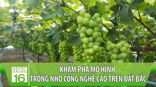 Khám phá mô hình trồng nho công nghệ cao trên đất Bắc | VTC16