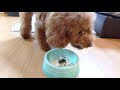 わんこのそばを食べて年を越す犬【トイプードルのソラ】【トイプードル】【toy poodle】