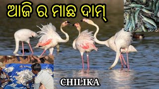 କି ଗାଳି ଚିଲିକା ରେ 😭Chilika fishing Indian s largest lake fishing @MrChilikaVlogs